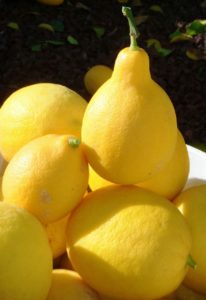 lemons for lemonade